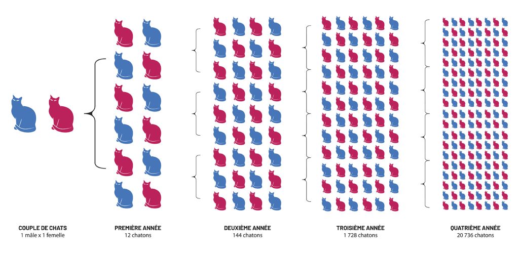 Sterilisation-surpopulation